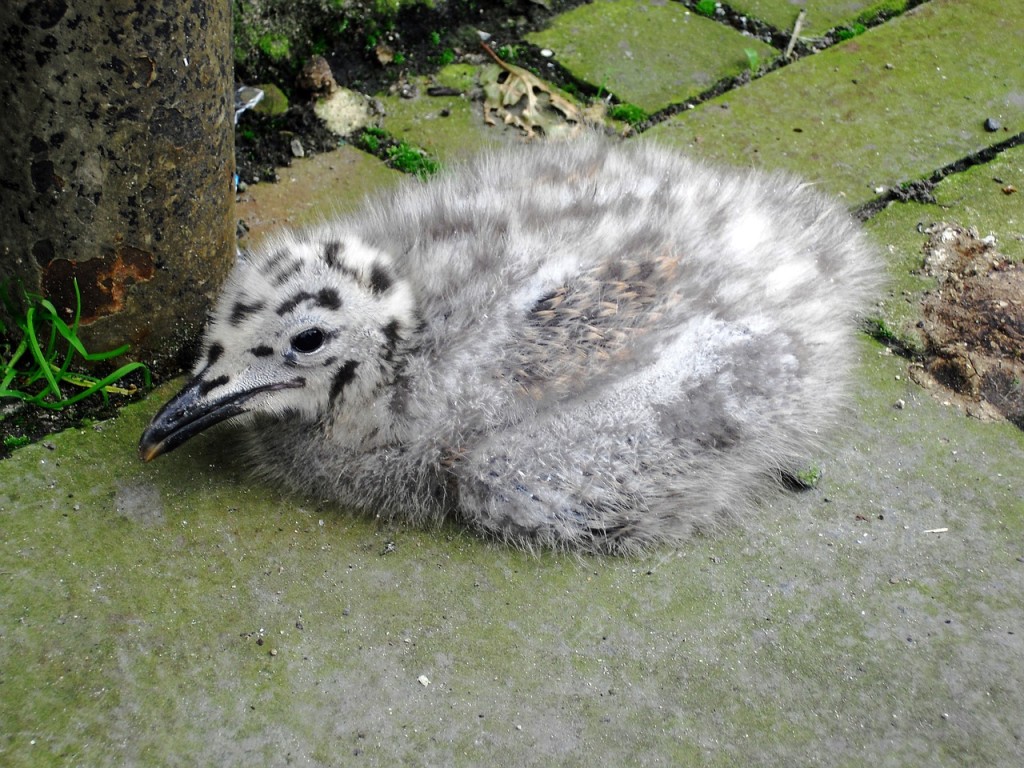 Gull chick (c) Pixabay - DesignFife