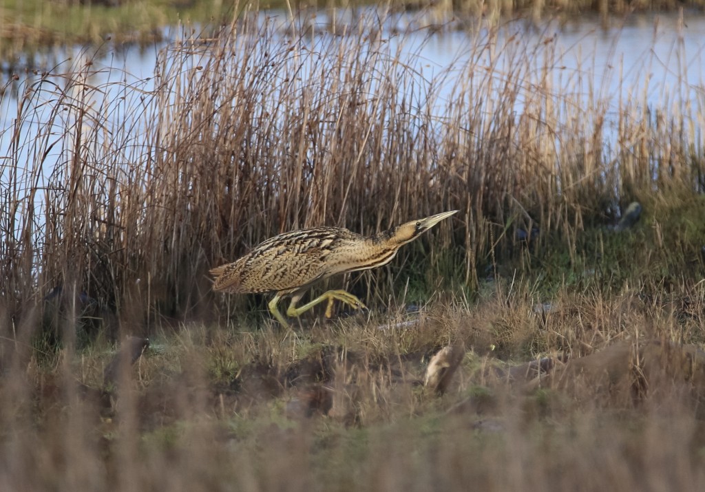 Bittern by saltpan - 13 Jan 2016 R Mitchell