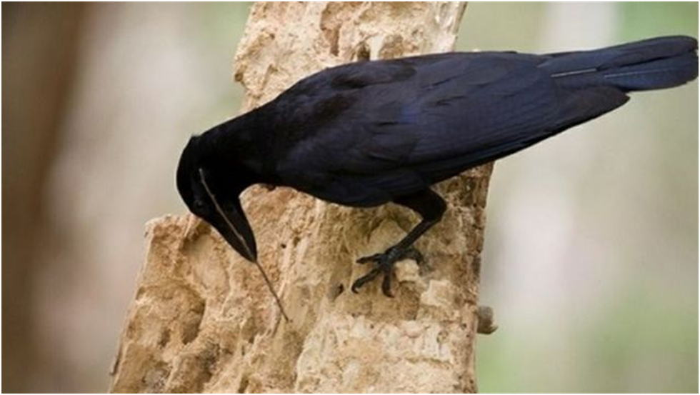 Caledonia crow