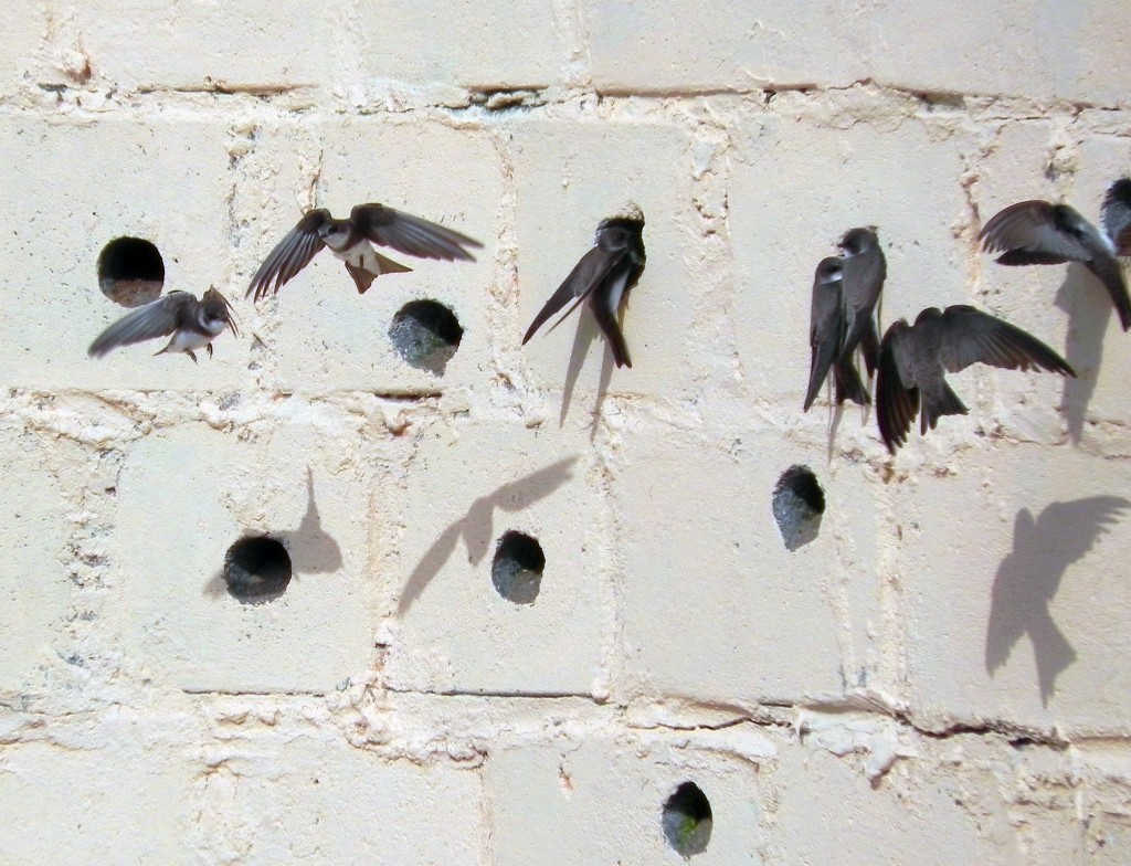 Sand Martins Wall AndyWakelin