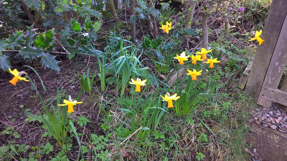 daffodils