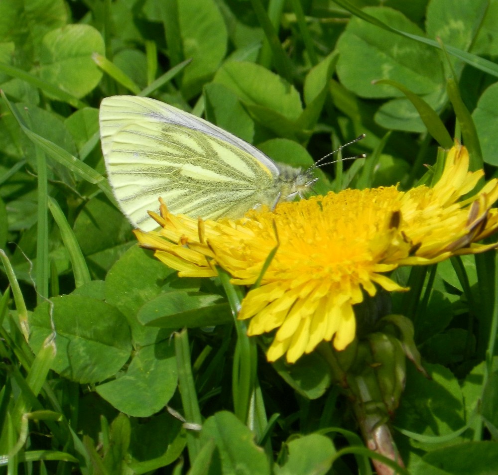 F Green-veined White butterfly