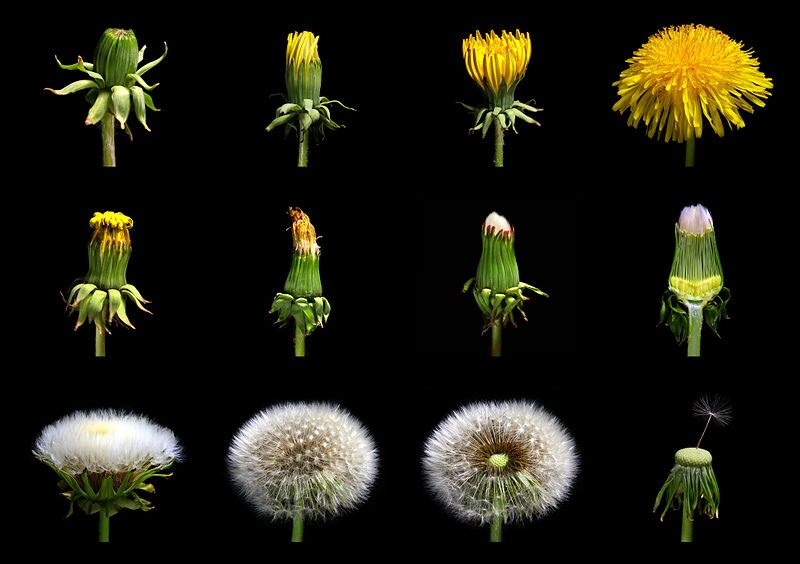 Loewenzahn_Taraxacum_officinale