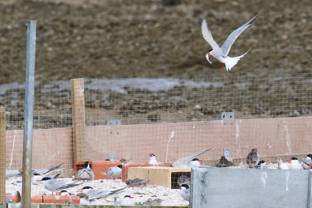 2016 Common Tern around the Raft - July - 06