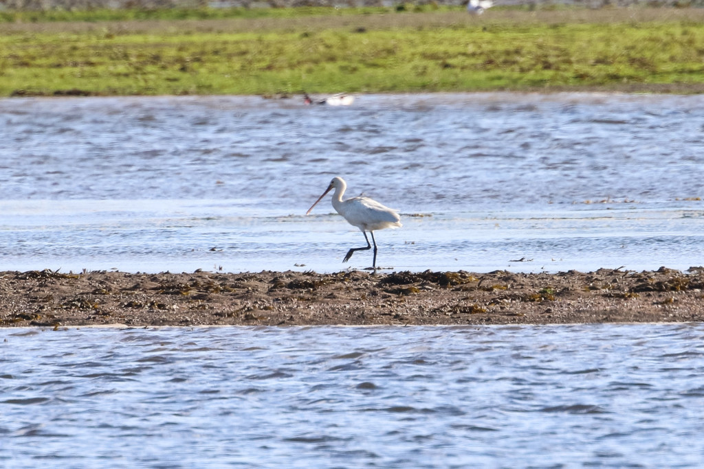 2016 Spoonbill - Maryton Ditch - 4