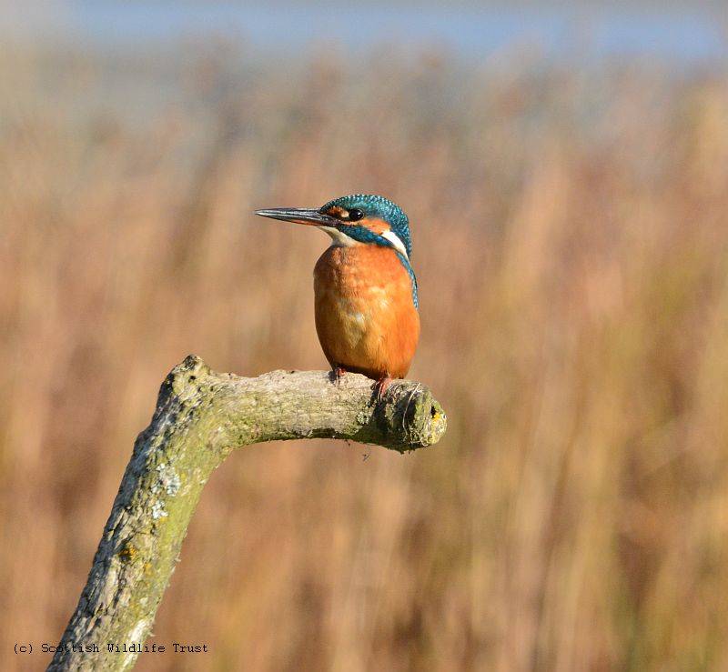 Kingfisher © Scottish Wildlife Trust