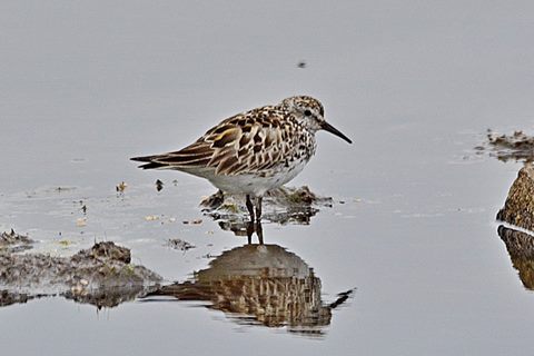 White-rumped Sandpiper © Scottish Wildlife Trust