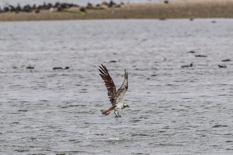 Osprey on the Basin © Ron Mitchell