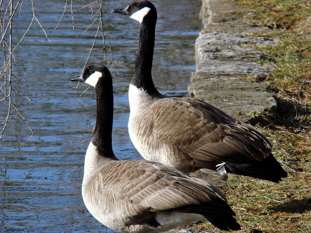 Canada Geese ©WikiComms