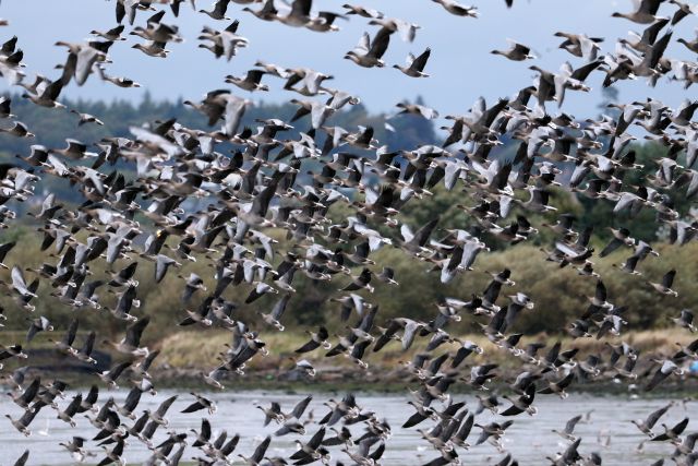 2016-pink-footed-geese-tayock-28-september-first-big-numbers-181