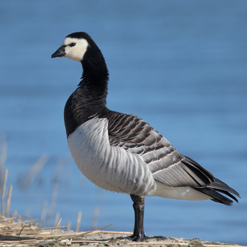 barnacle-goose_wikipedia