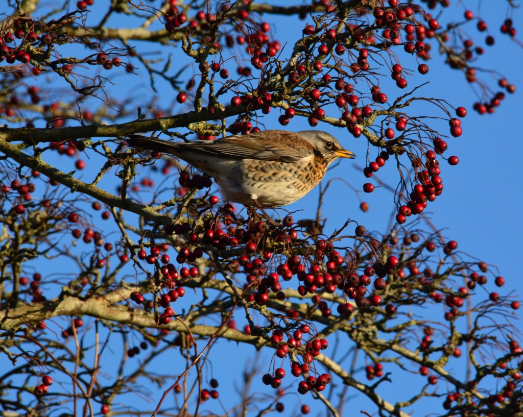 fieldfare-bis