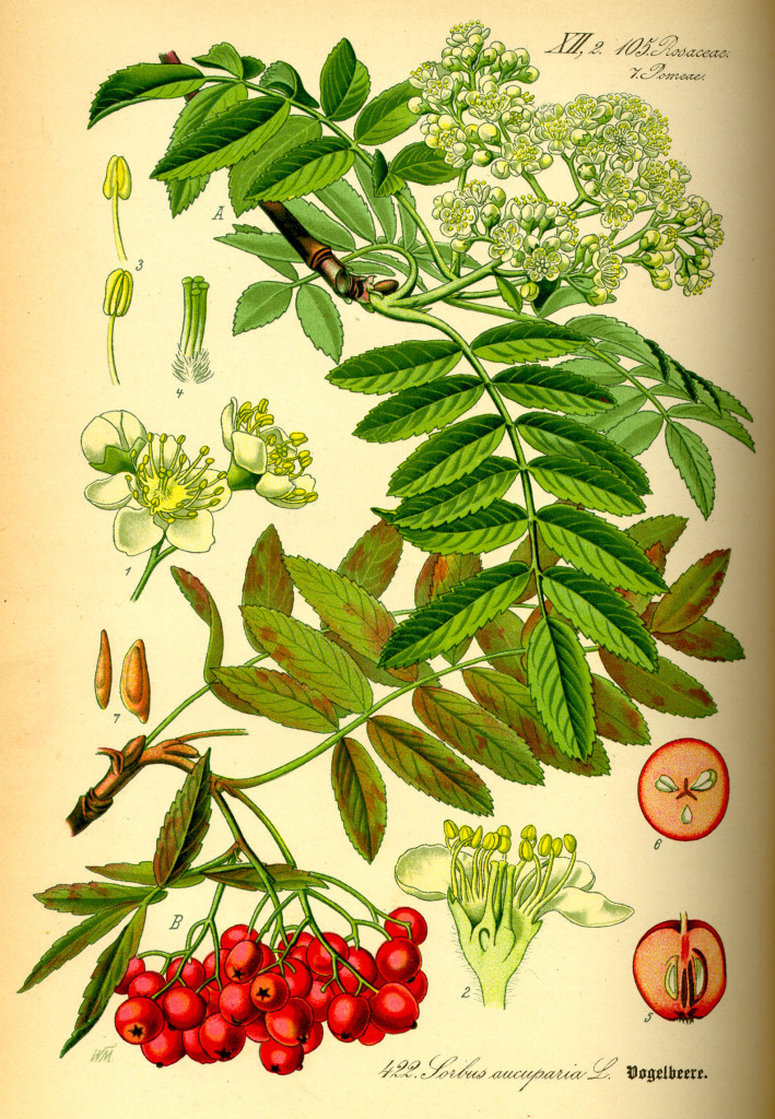 Sorbus aucuparia