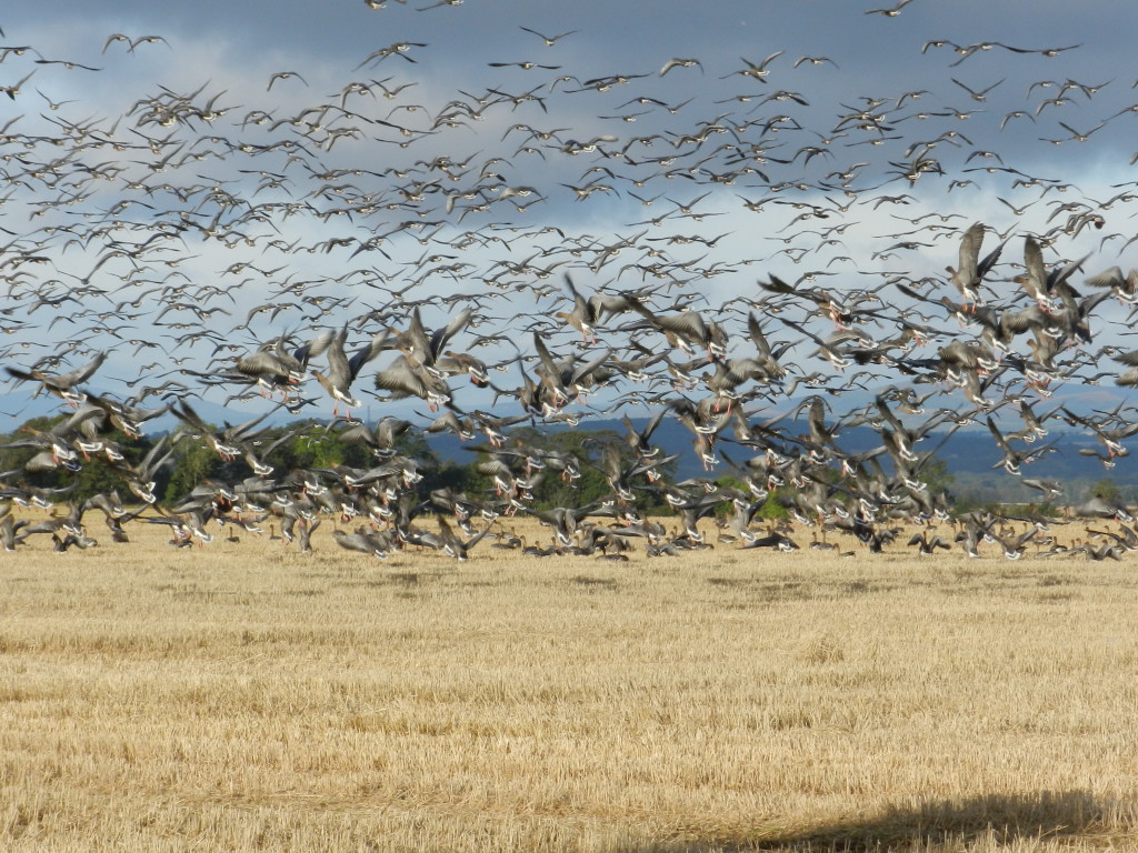 pink-footed-geese-harry-bickerstaff-215