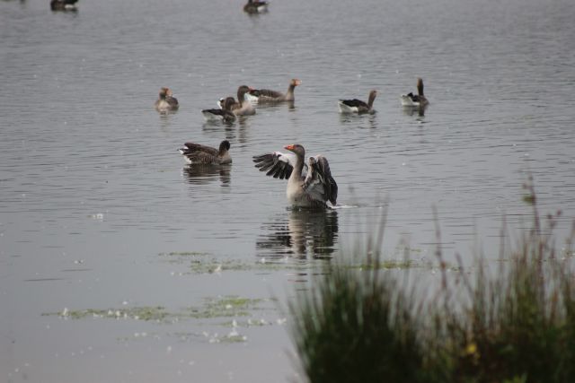 greylag-on-balgavies-loch-glyn-lewis_small