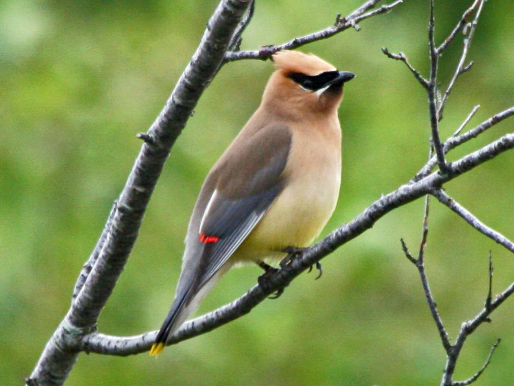 cedar_waxwing_acadia_rwd_wikimedia