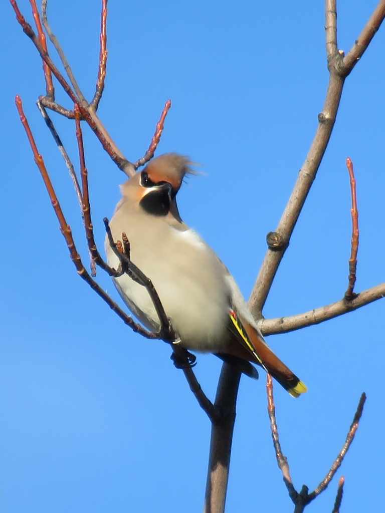 waxwing-montrose