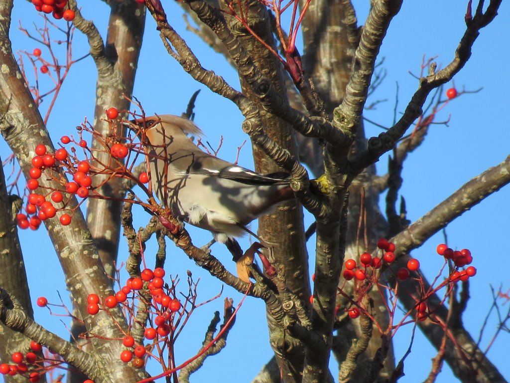 waxwing2-montrose-pb