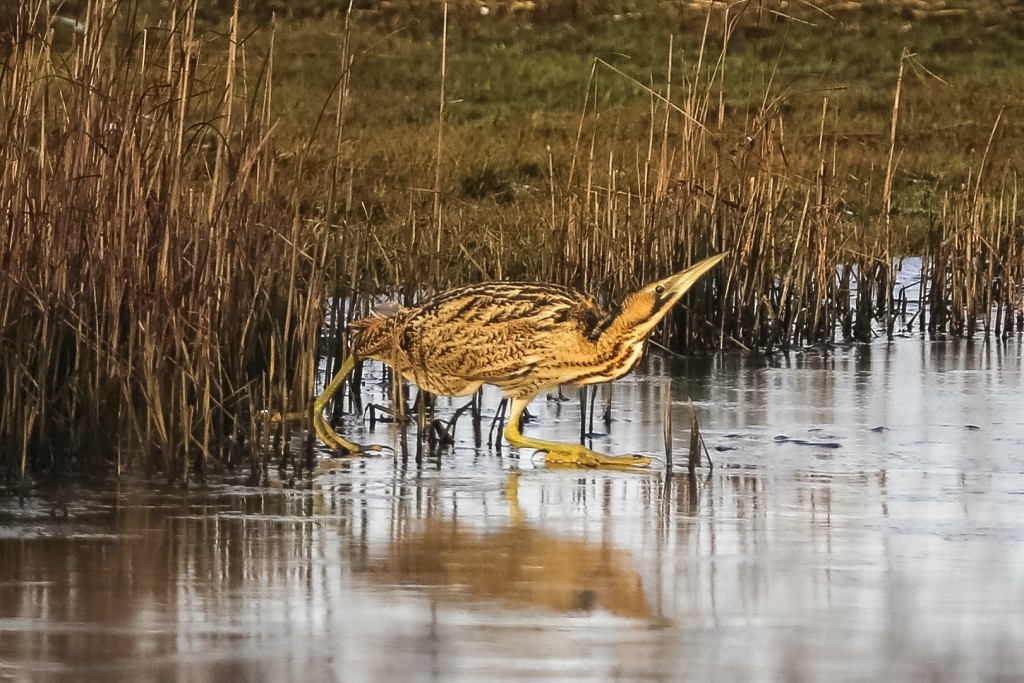 Bittern - ©Ron Mitchell