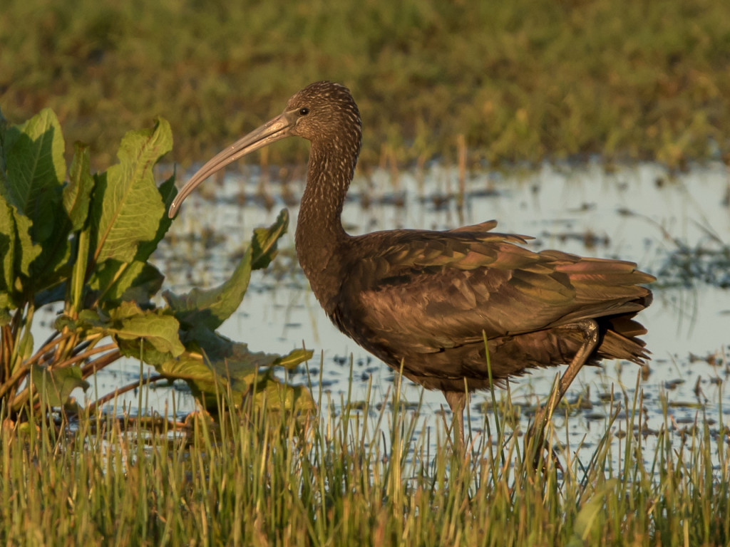 Glossy Ibis - ©Neil Black