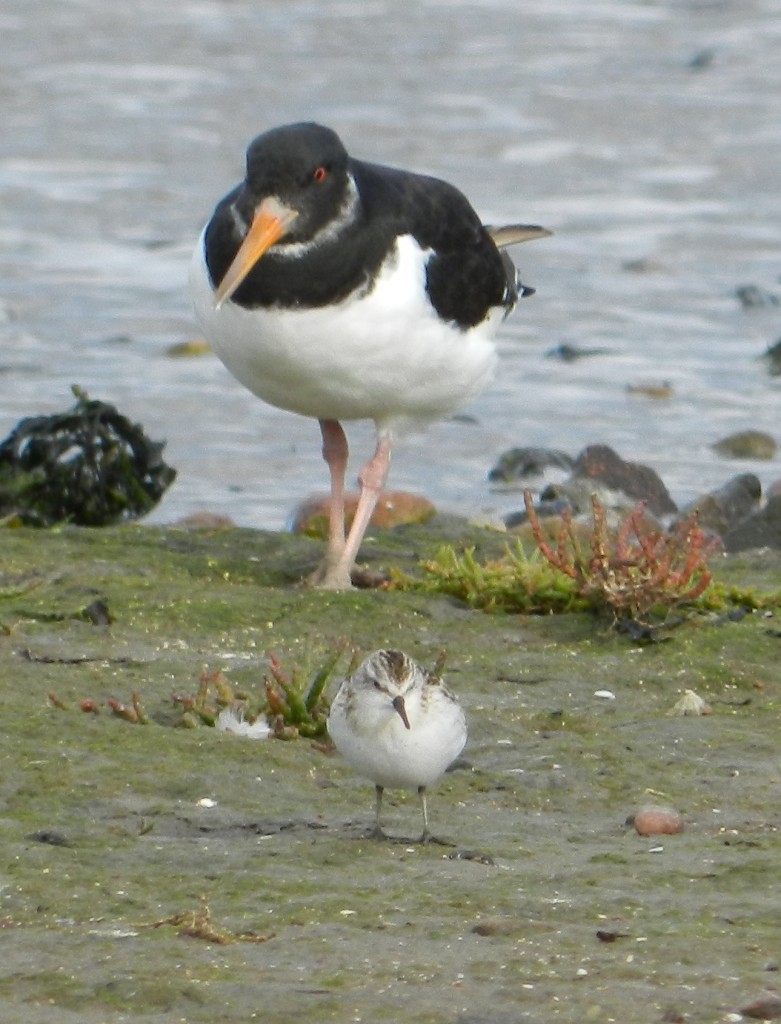 Little stint (with a Oystercatcher)