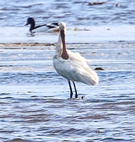 Spoonbill - ©Ron Mitchell