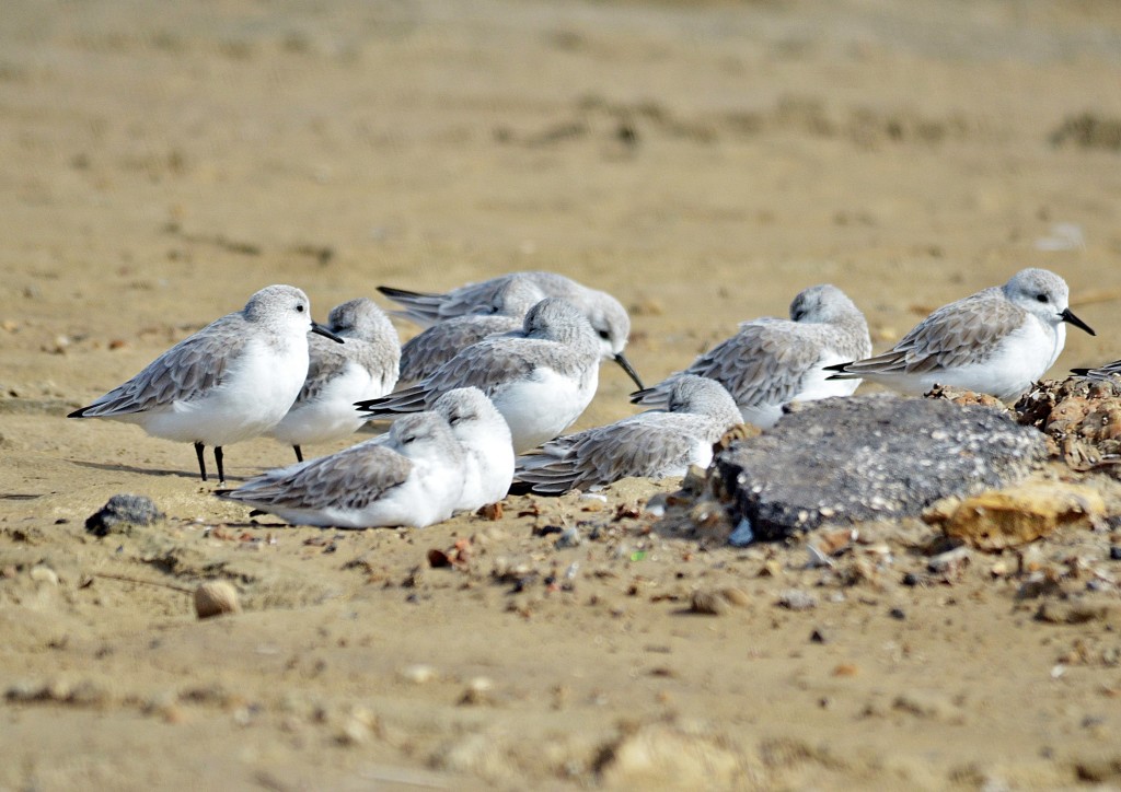 Sanderlings