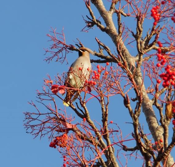 Waxwing - ©Marika Davoli