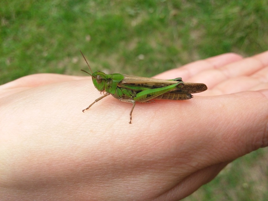 Grass hopper