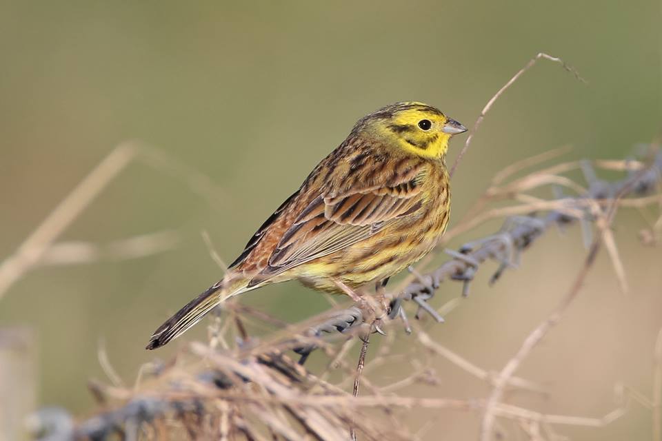 yellowhammer