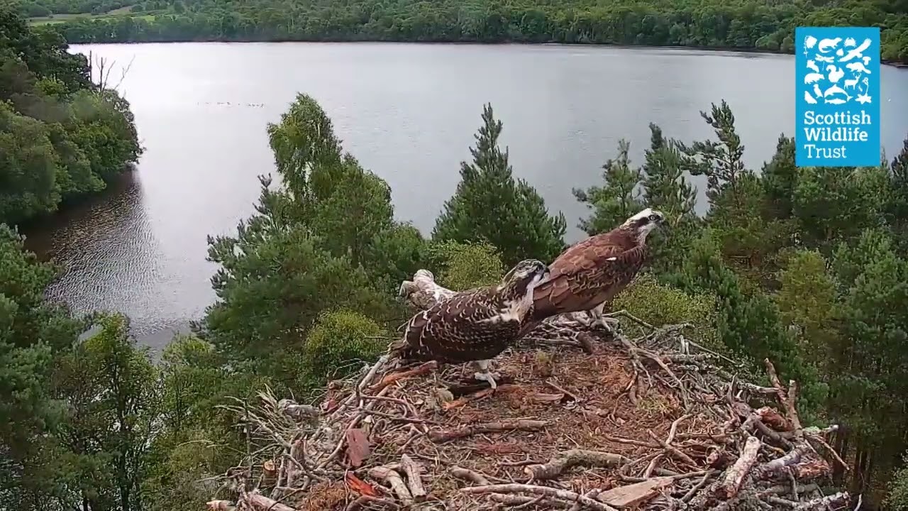 Young Osprey Takes First Flight At Loch Of The Lowes Scottish Wildlife Trust