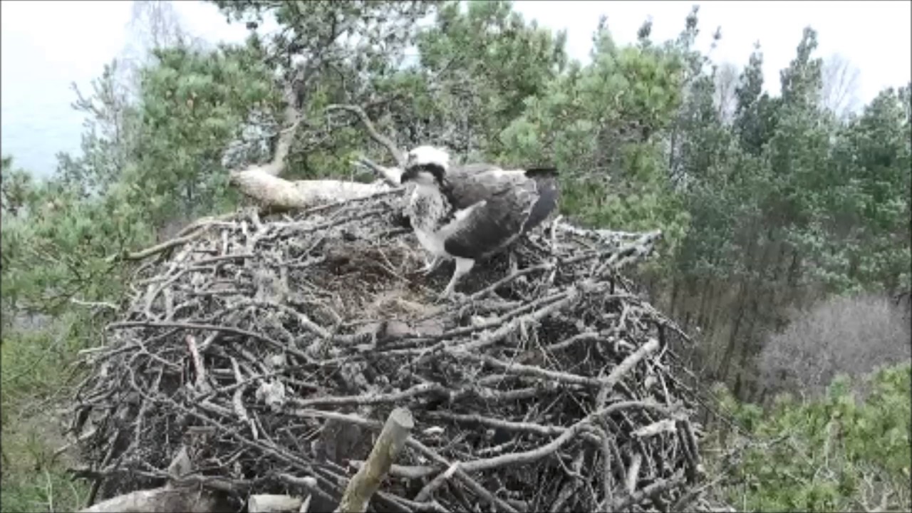 Ospreys Reunite At Loch Of The Lowes Scottish Wildlife Trust