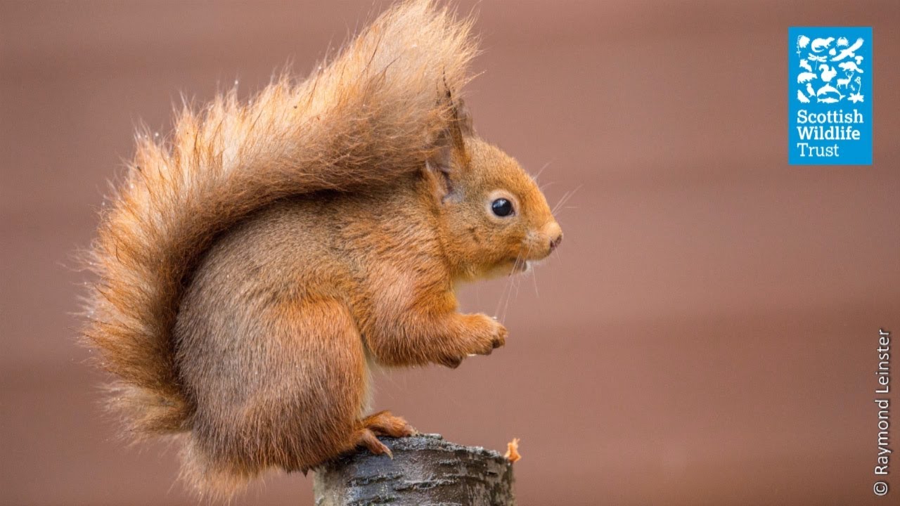 Red squirrel | Species profile | Scottish Wildlife Trust